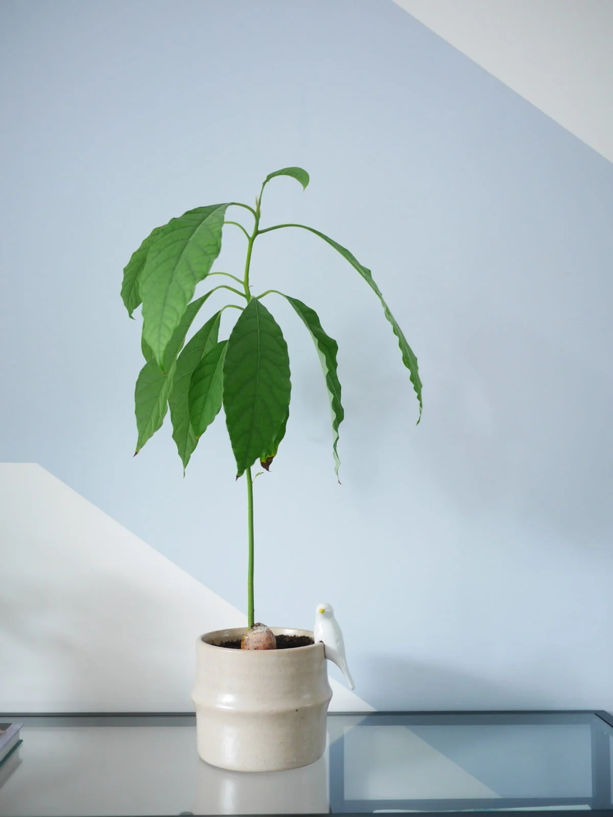 Kweek een avocado plant  Cynthia